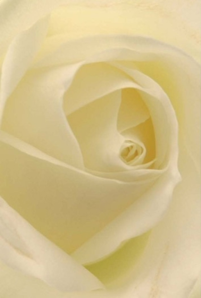 With a florist's discerning eye, this close study of a white rose reveals a world of refined tranquility within its spiraled heart. The interplay of crisp whites and gentle creams mirrors the shifting daylight filtering through Ickenham's quiet streets and inviting parks. Each petal appears softly illuminated from within, their edges fading outward like silk veils, lending the entire bloom a sense of sophistication and purity. Crafted specifically for heartfelt occasions-perhaps a joyful anniversary, a meaningful reconciliation, or the centrepiece of a gathering at one of Ickenham's historic halls-the composition is flawless in its calm elegance. The fragrance speaks of dew-kissed mornings and gentle breezes, evoking the peaceful atmosphere that defines the area. Every detail, from the subtle texture of the petals to the delicate interplay of light and shadow, reflects the florist's artistry and the natural resilience found in Ickenham's heritage. This rose is more than a decorative touch; it is a messenger of emotion and a testament to the enduring connections that characterise the community. For local families or visitors alike, such blooms are symbols of hope, renewal, and quiet appreciation-a gift imbued with sincerity and Ickenham charm.